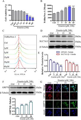 Didang Tang alleviates neuronal ferroptosis after intracerebral hemorrhage by modulating the PERK/eIF2α/ATF4/CHOP/GPX4 signaling pathway